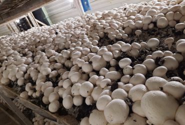Выращивание грибов шампиньонов 